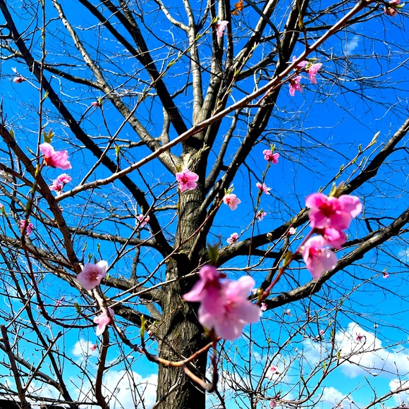 Meet your Posher, Rocio - Picture 1 of 1